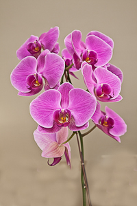 Pink orchid